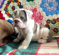 Wow amazing, a male English Bulldog for sale in Minerva, OH – Photo 9 of 9