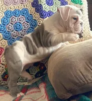 Wow amazing, a male English Bulldog for sale in Minerva, OH – Photo 4 of 9