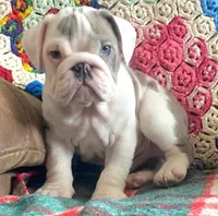 Wow amazing, a male English Bulldog for sale in Minerva, OH – Photo 7 of 9