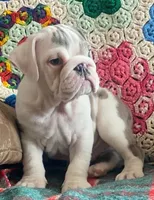 Wow amazing, a male English Bulldog for sale in Minerva, OH – Photo 5 of 9