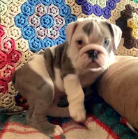 Wow amazing, a male English Bulldog for sale in Minerva, OH – Photo 8 of 9