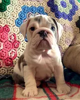 Wow amazing, a male English Bulldog for sale in Minerva, OH – Photo 3 of 9