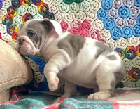 Wow amazing, a male English Bulldog for sale in Minerva, OH – Photo 6 of 9