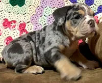 Gorgeous , a female English Bulldog for sale in Minerva, OH – 6 of 8