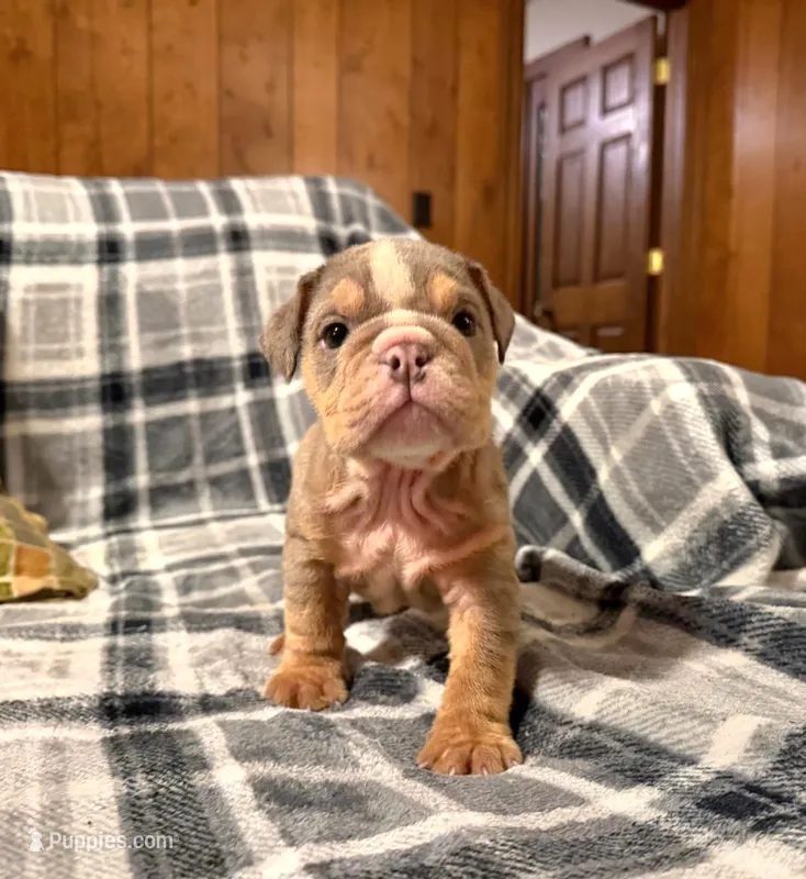 Madison – English Bulldog puppy for sale in Minerva, OH