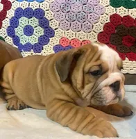 BRADLY, a male English Bulldog for sale in Minerva, OH – 7 of 7