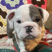 Wow Lucy, a female English Bulldog for sale in Minerva, OH – Photo 3 of 7