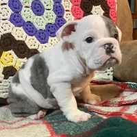 Wow Lucy, a female English Bulldog for sale in Minerva, OH – Photo 7 of 7