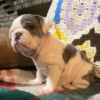 Wow Lucy, a female English Bulldog for sale in Minerva, OH – Photo 6 of 7