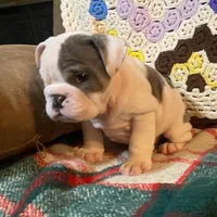 Wow Lucy, a female English Bulldog for sale in Minerva, OH – Photo 5 of 7