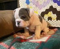 Wow Lucy, a female English Bulldog for sale in Minerva, OH – Photo 5 of 7