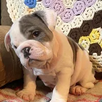 Wow Lucy, a female English Bulldog for sale in Minerva, OH – Photo 1 of 7