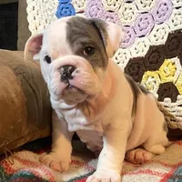 Wow Lucy, a female English Bulldog for sale in Minerva, OH – Photo 2 of 7