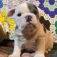 Wow Lucy, a female English Bulldog for sale in Minerva, OH – Photo 4 of 7