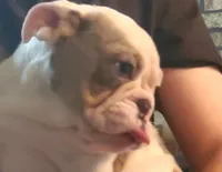 MACY, a female English Bulldog for sale in Minerva, OH – 3 of 5