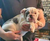 MACY, a female English Bulldog for sale in Minerva, OH – 2 of 5