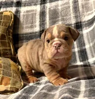Madison, a female English Bulldog for sale in Minerva, OH – 4 of 7
