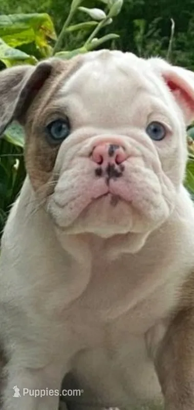 Sandy – English Bulldog puppy for sale in Minerva, OH