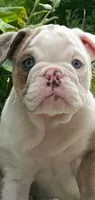 Sandy, a female English Bulldog for sale in Minerva, OH – 1 of 7
