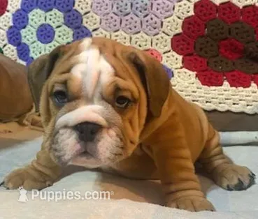 BRADLY – English Bulldog puppy for sale in Minerva, OH