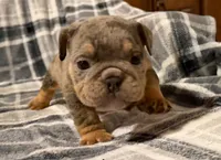 Cocoa, a female English Bulldog for sale in Minerva, OH – 2 of 7