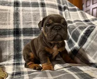 Stormy, a female English Bulldog for sale in Minerva, OH – 10 of 10