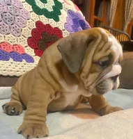 BRADLY, a male English Bulldog for sale in Minerva, OH – 4 of 7