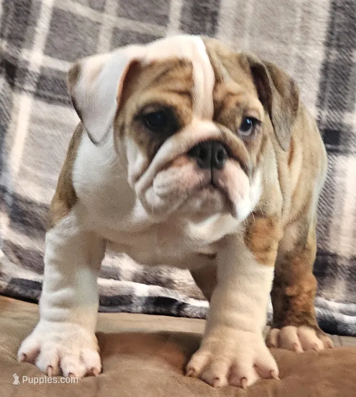 Delilah – English Bulldog puppy for sale in Minerva, OH