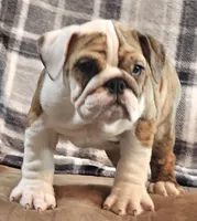 Delilah, a female English Bulldog for sale in Minerva, OH – 1 of 6