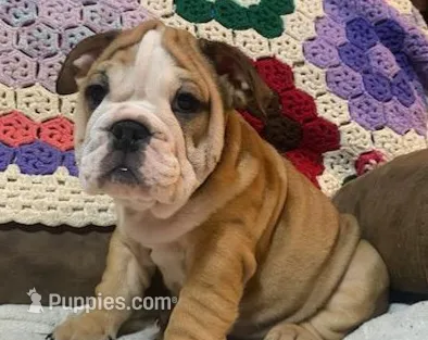Wow Bonnie – English Bulldog puppy for sale in Minerva, OH