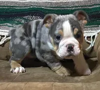 Princess, a female English Bulldog for sale in Minerva, OH – 2 of 9