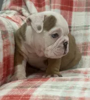 Nugget, a female English Bulldog for sale in Minerva, OH – 7 of 7