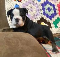 Sweetness!, a female English Bulldog for sale in Minerva, OH – Photo 3 of 9