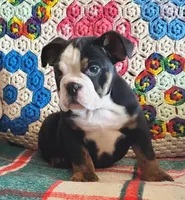 Sweetness!, a female English Bulldog for sale in Minerva, OH – Photo 7 of 9