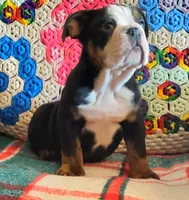 Sweetness!, a female English Bulldog for sale in Minerva, OH – Photo 6 of 9