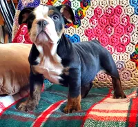 Sweetness!, a female English Bulldog for sale in Minerva, OH – Photo 8 of 9