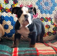 Sweetness!, a female English Bulldog for sale in Minerva, OH – Photo 9 of 9