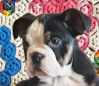 Sweetness!, a female English Bulldog for sale in Minerva, OH – Photo 5 of 9