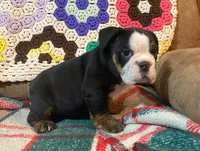 Sweetness!, a female English Bulldog for sale in Minerva, OH – Photo 2 of 9