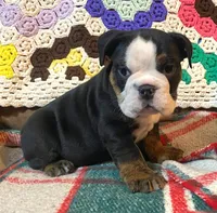 Sweetness!, a female English Bulldog for sale in Minerva, OH – Photo 4 of 9