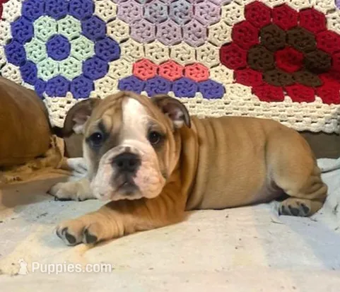 Beatrice – English Bulldog puppy for sale in Minerva, OH