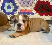 Beatrice, a female English Bulldog for sale in Minerva, OH – 1 of 7