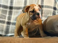CUPCAKE CUTIE, a female English Bulldog for sale in Minerva, OH – 7 of 7