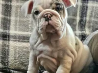 MARSHMALLOW , a female English Bulldog for sale in Minerva, OH – 3 of 10