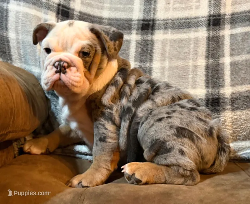 Amazing – English Bulldog puppy for sale in Minerva, OH