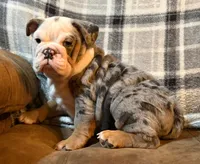 Amazing, a female English Bulldog for sale in Minerva, OH – 1 of 8