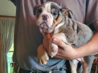 Princess, a female English Bulldog for sale in Minerva, OH – 4 of 9