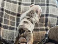 MARSHMALLOW , a female English Bulldog for sale in Minerva, OH – 10 of 10