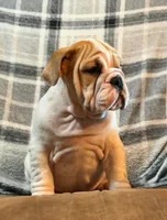 Ham Bone, a male English Bulldog for sale in Minerva, OH – 6 of 7