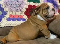 BRUISER, a male English Bulldog for sale in Minerva, OH – 2 of 8